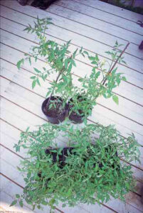 Winter Tomatoes Image
